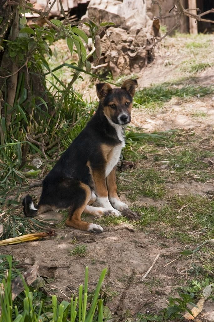 Simiatug