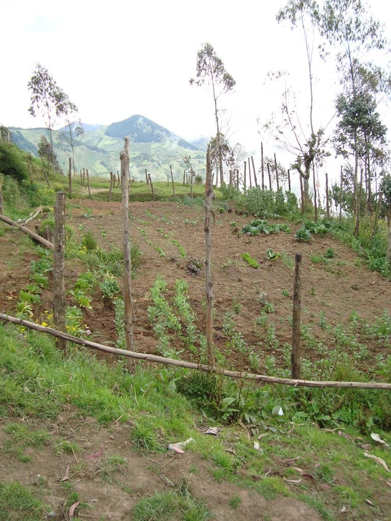 AppleMark
