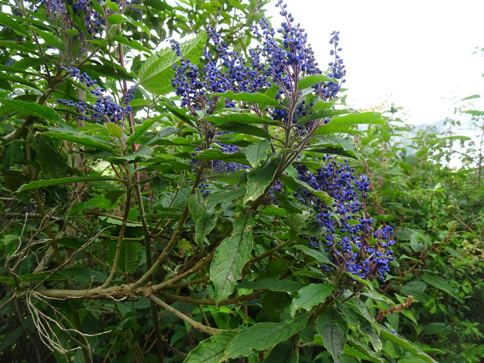 DSC00238