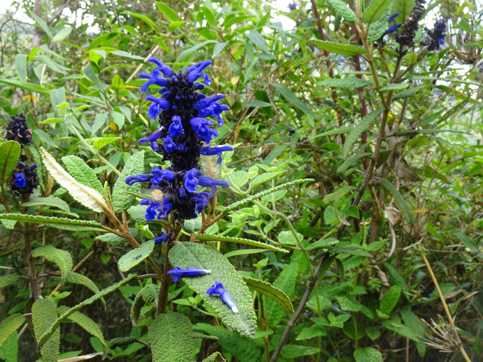 DSC00239