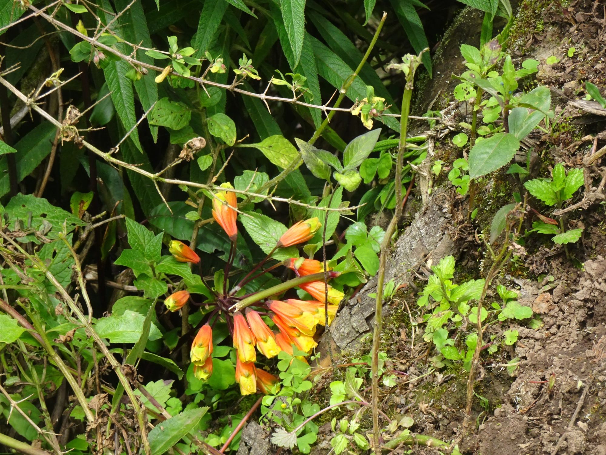 DSC00246