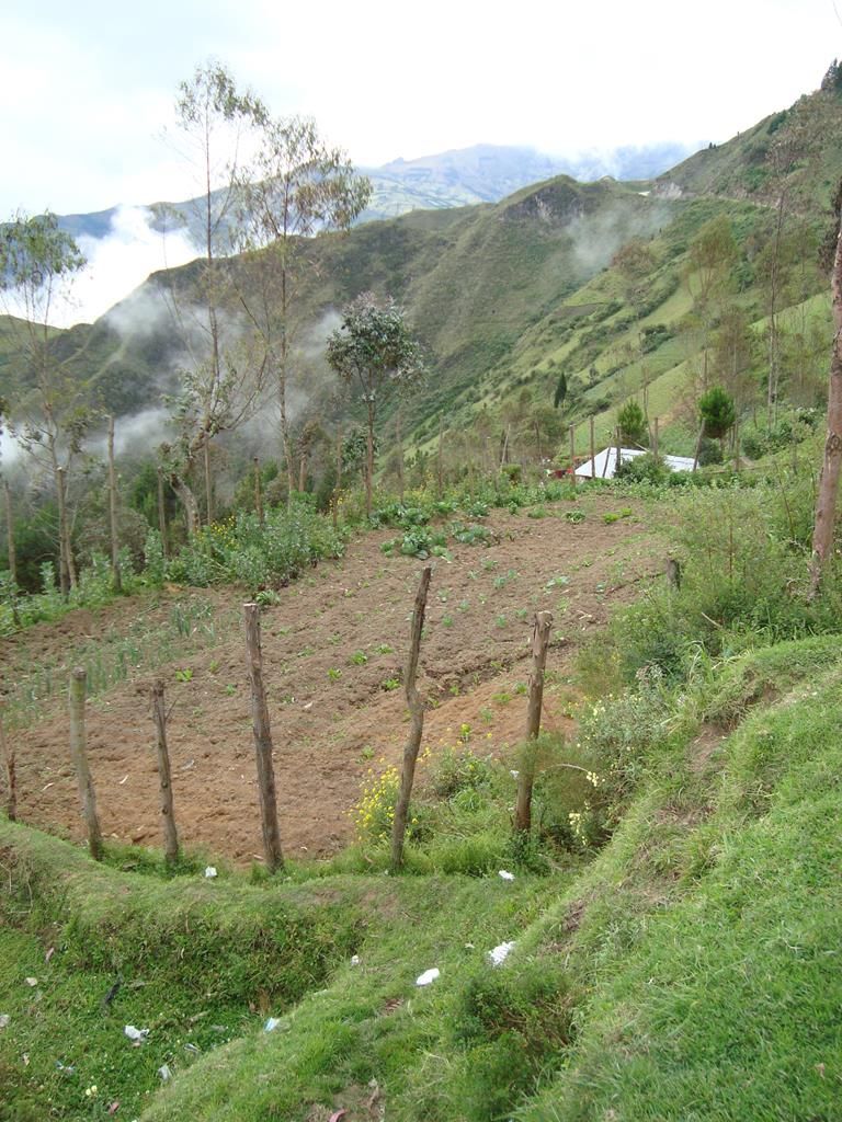 AppleMark