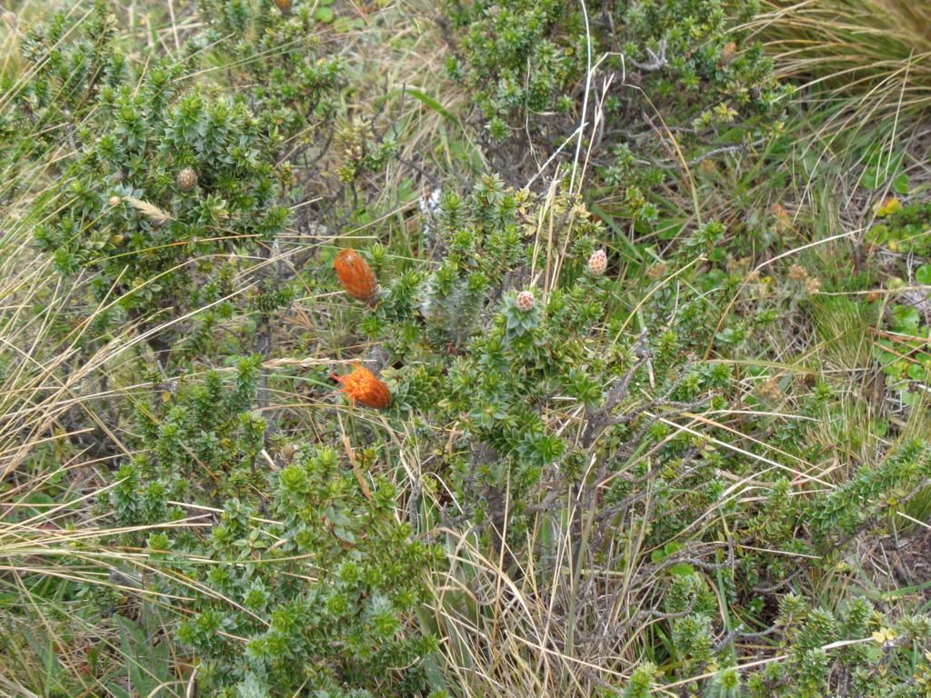 DSC02132 – copia_1024x768
