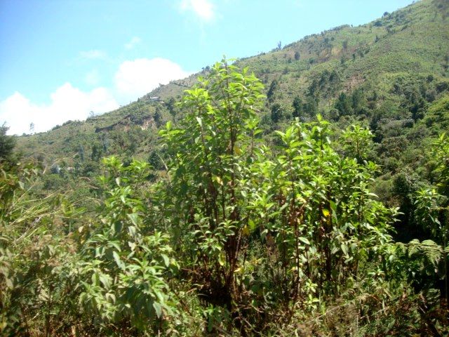 DSC02429