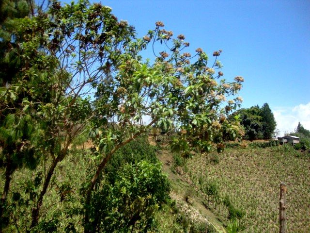 DSC02445