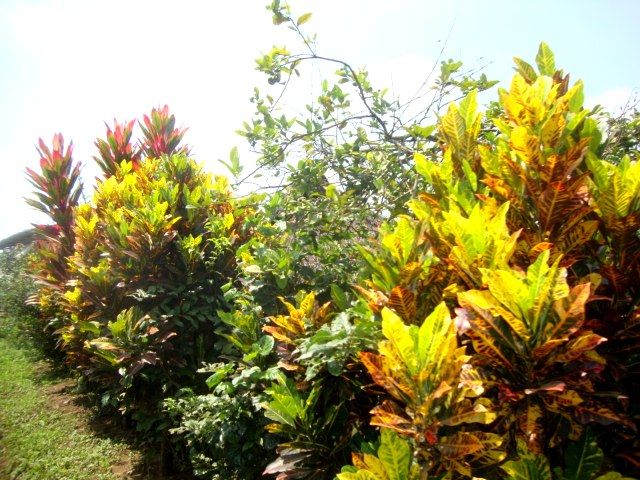 DSC02496