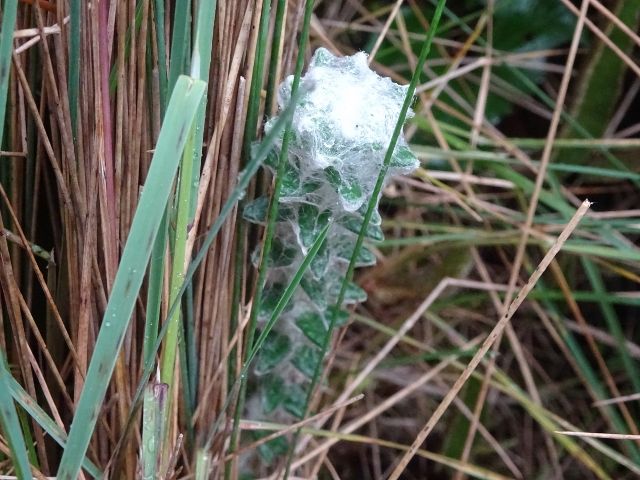 DSC02631 (640×480)