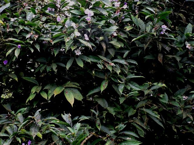 DSC06381