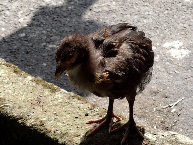 DSC06469