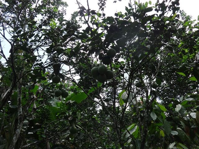 DSC06490