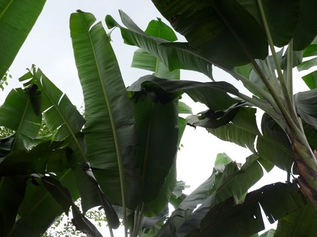 DSC06516