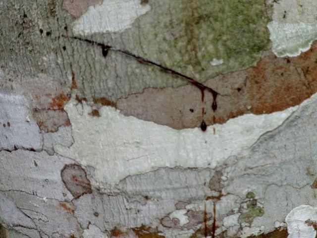 DSC06518