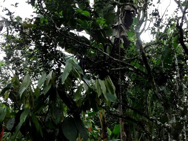 DSC06523