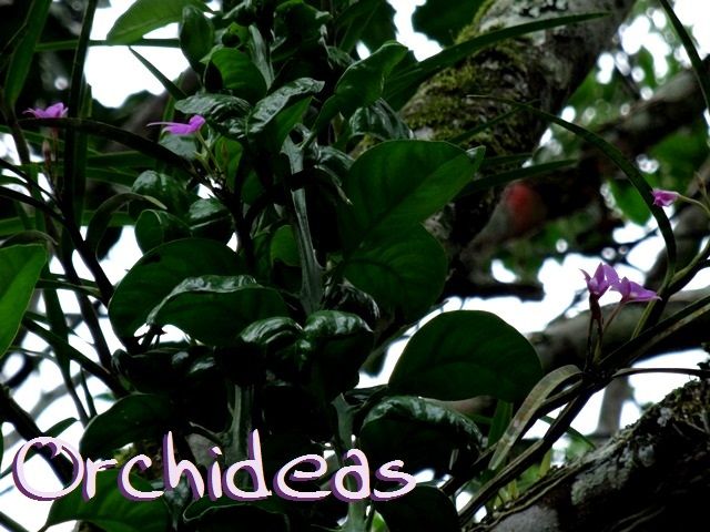 DSC06536