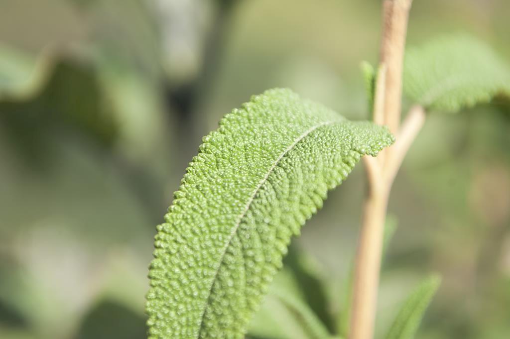 Guaranda