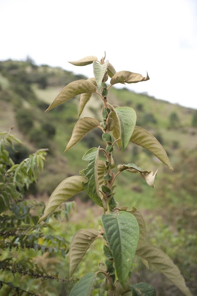 Guaranda