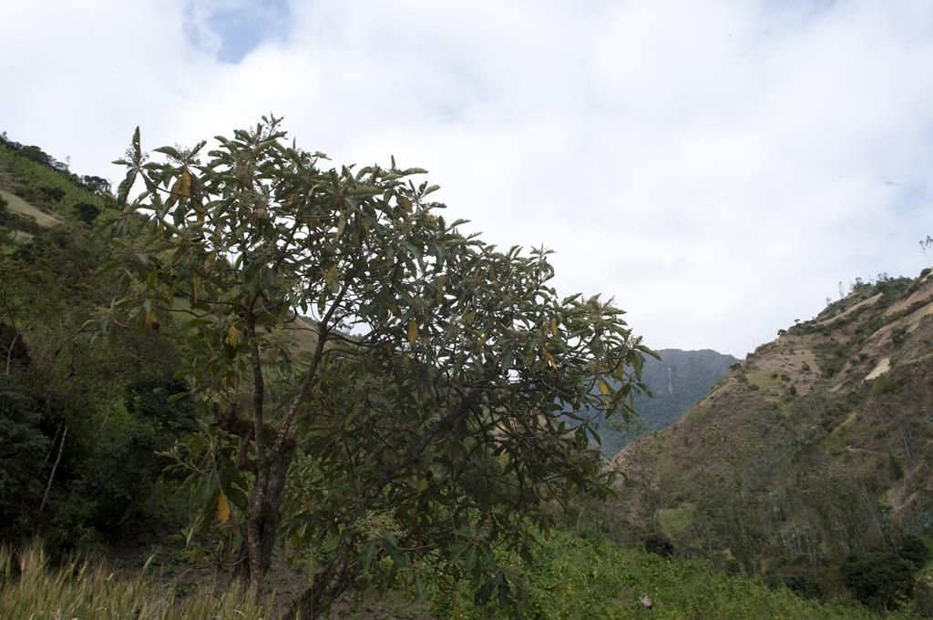 Guaranda