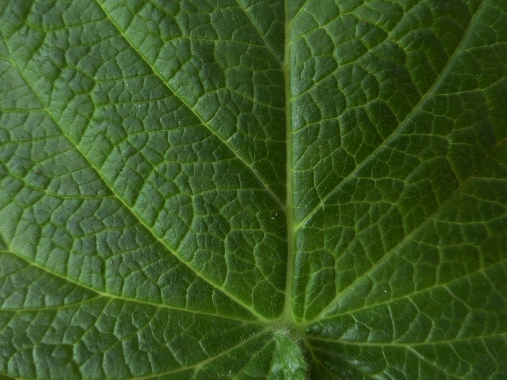 P1040540_1024x768