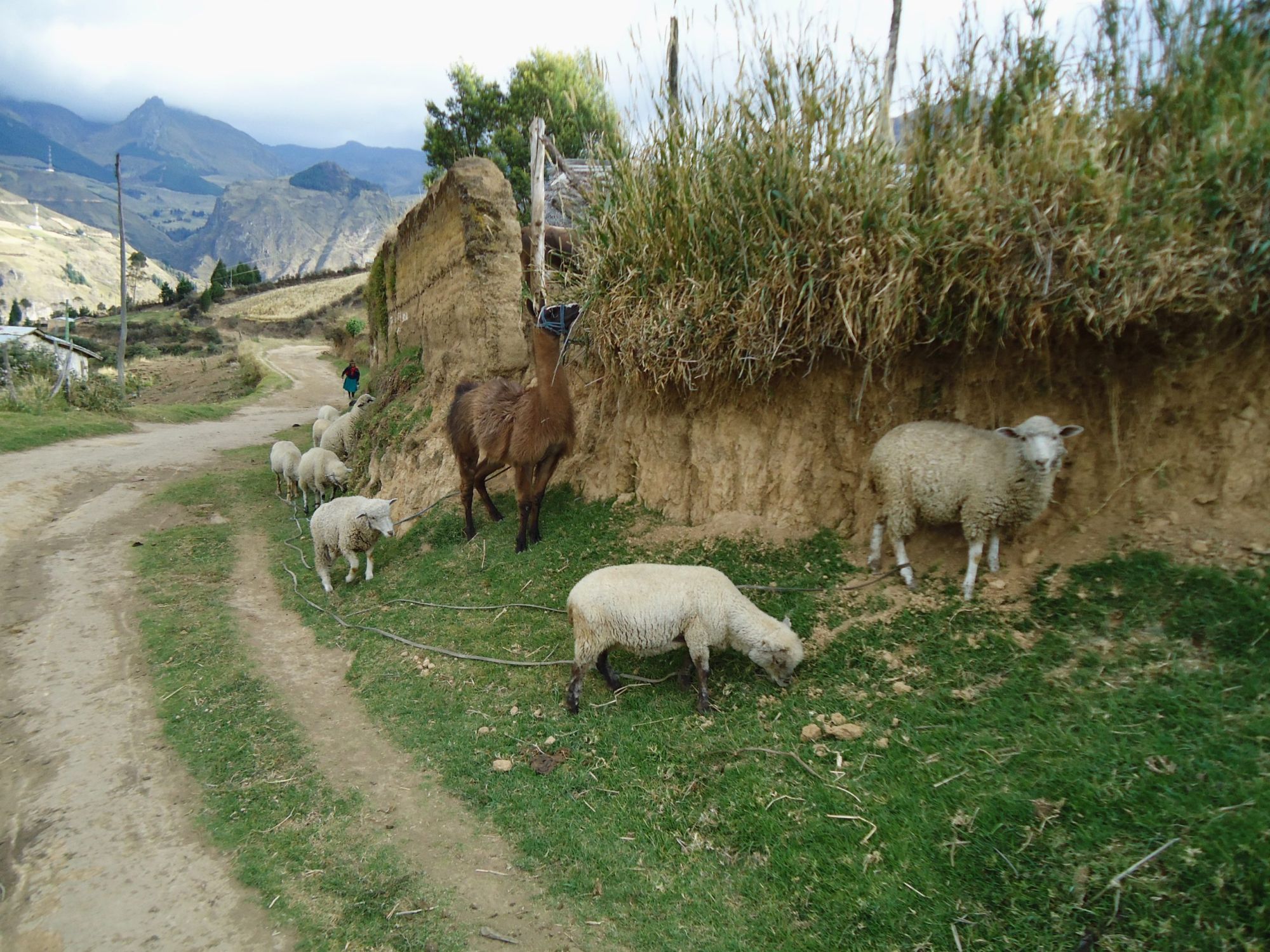Pungal, 2010 1