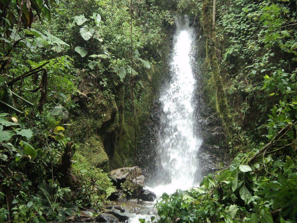 SAN FRANCISCO, Chorrera-Curipaccha