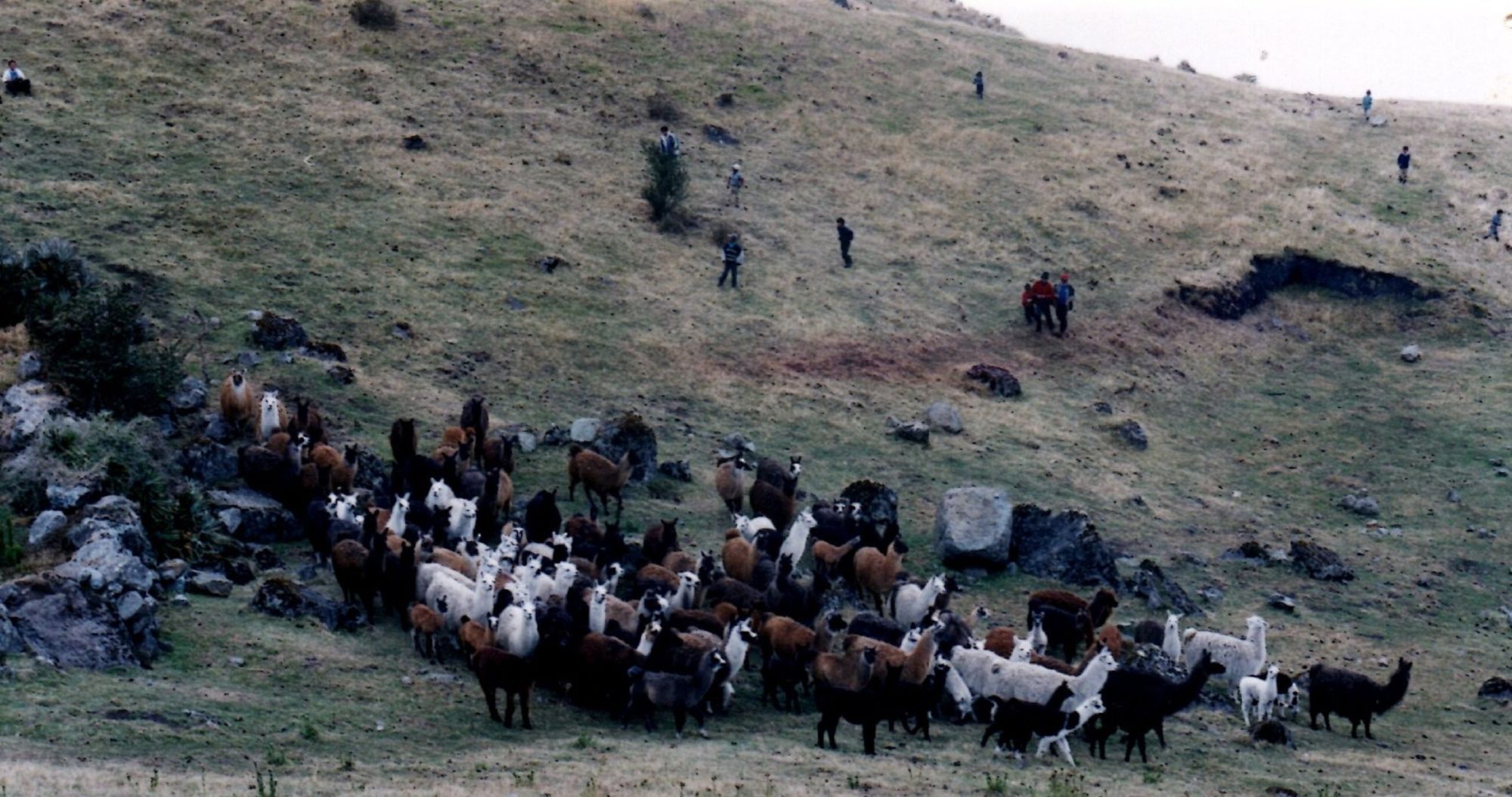llamas, Boliche 1