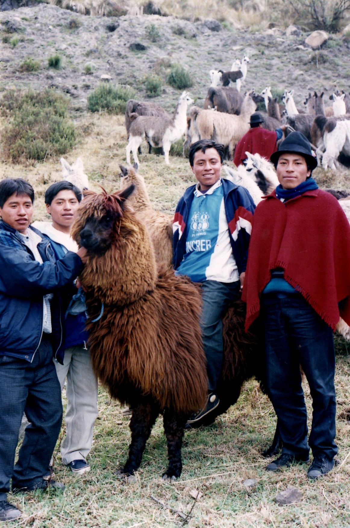 llamas, Boliche