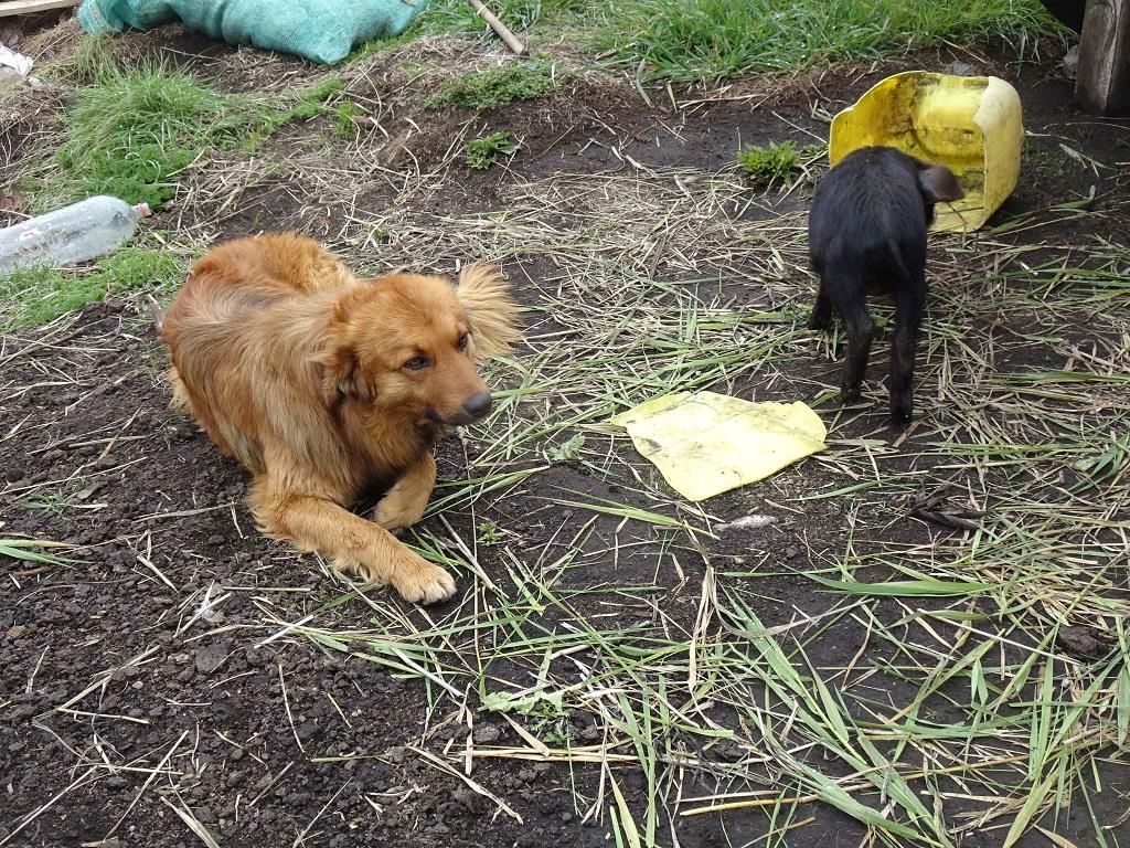 perro y chanchito de Rosa Aguilar (Copy)