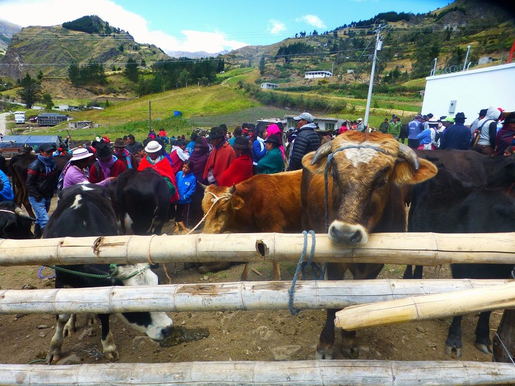 vid-TUR 2, plaza-animales