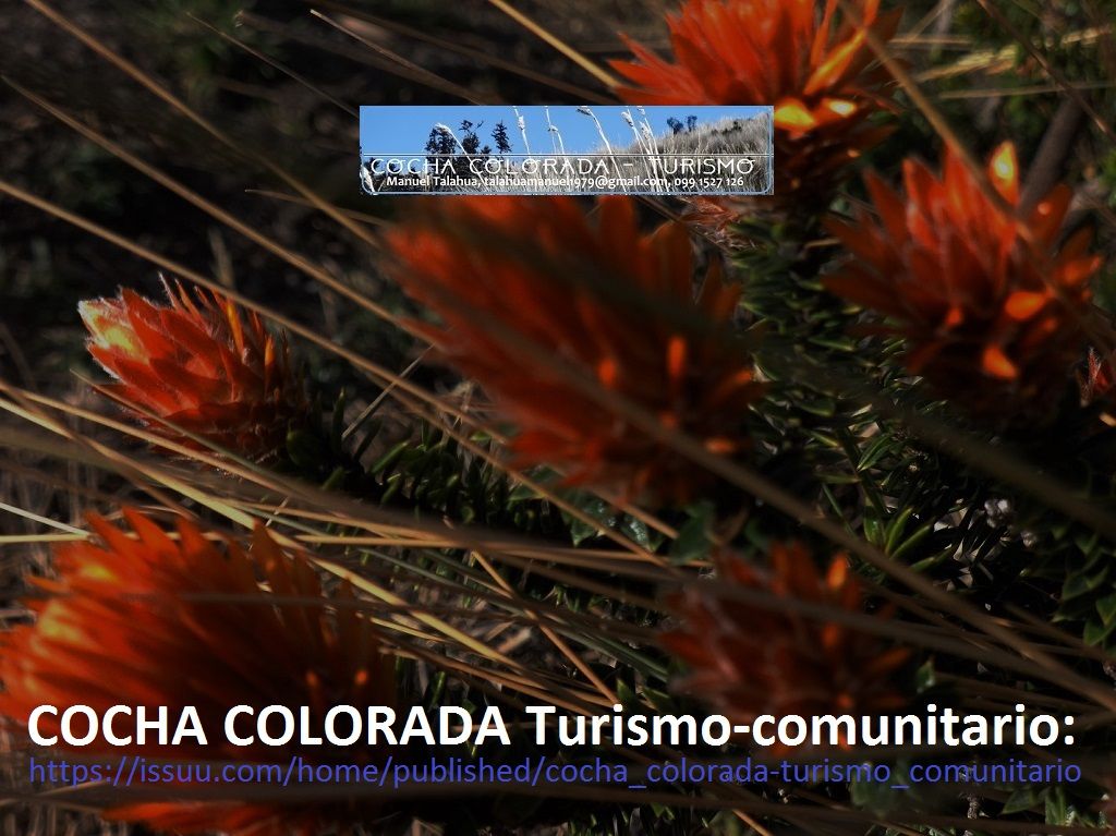 vid-TUR 26